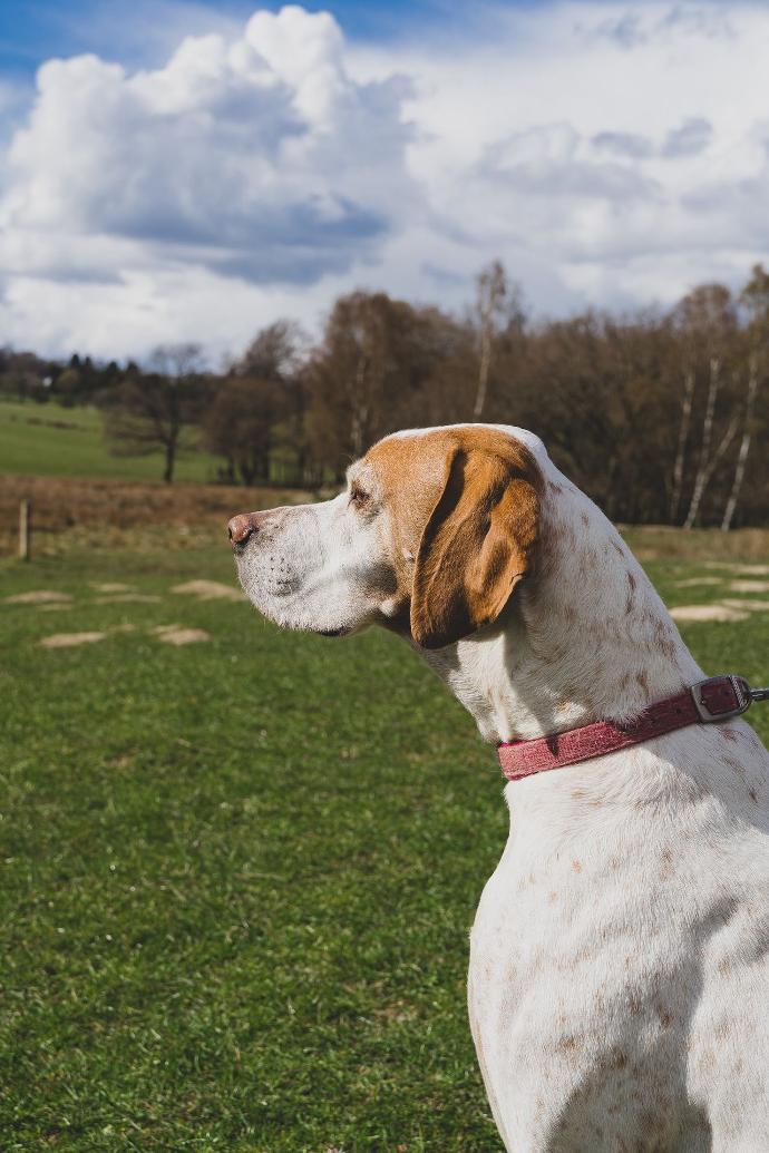 white and brown short coated dog on green grass field during daytime